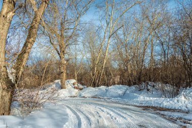 Kış manzarası, ormandaki ağaçlar güneşli bir günde.
