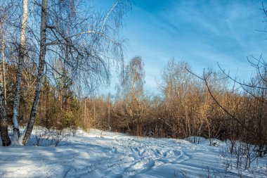 Kış manzarası, ormandaki ağaçlar güneşli bir günde.