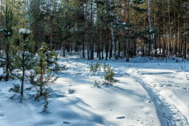 Yol, küçük Noel ağaçlarını geçerek kış ormanından geçiyor..