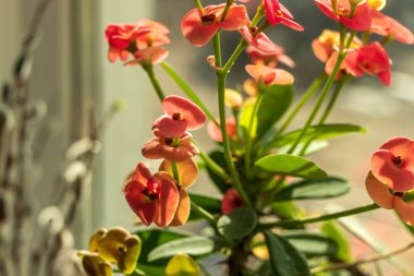 Güneş ışınlarındaki güzel bir bitkinin yakın çekimi..
