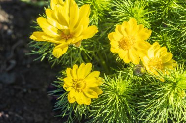 Güneşli bir günde parlak yapraklı güzel çiçekler, yakın plan..