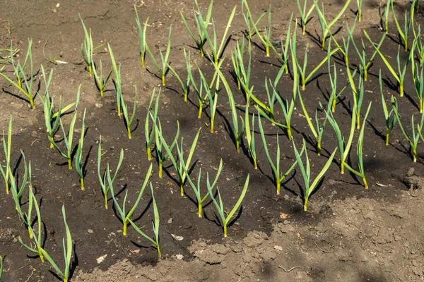 Crecen cebollas verdes en la cama del jardín. —  Fotos de Stock