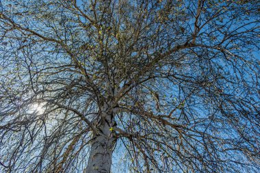 Ağaç gövdesi ve dallar gökyüzüne karşı.