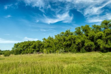 Güneşli bir günde bulutlu gökyüzünün arka planında orman.