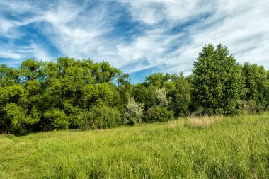Güneşli bir günde bulutlu gökyüzünün arka planında orman.