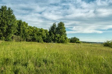 Güneşli bir günde bulutlu gökyüzünün arka planında orman.