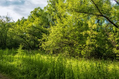Manzara, yaz gününde yeşil orman..