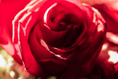 Buketin bir parçası, güller ve ortancalardan oluşuyor. Fotoğraf Chelyabinsk, Rusya 'da çekildi..