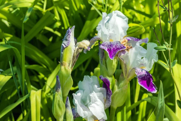 Bahçede Parlak Yapraklı Güzel Bir Iris Yetişiyor Fotoğraf Chelyabinsk Rusya — Stok fotoğraf