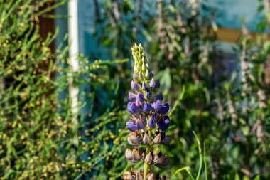 Bahçede yeşillikler arasında süslü bir bitki yetişiyor. Fotoğraf Chelyabinsk, Rusya 'da çekildi..