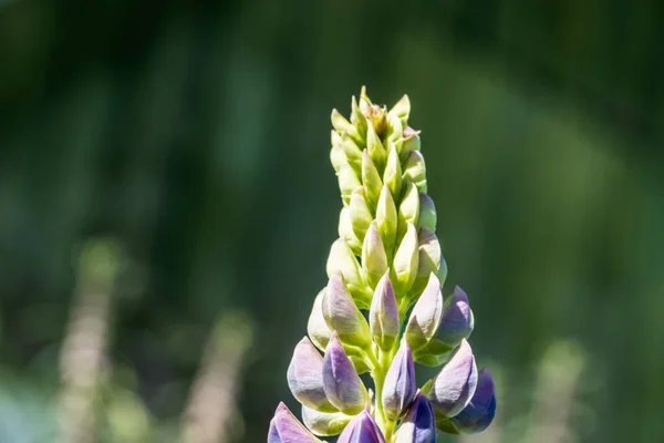 Planta Ornamental Inusual Sobre Fondo Borroso Foto Fue Tomada Chelyabinsk — Foto de Stock