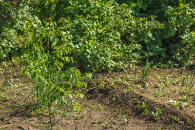 Ağacın dallarındaki yapraklar güneş ışınlarıyla aydınlatılır..