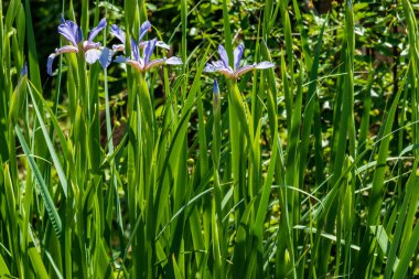 Bahçede yeşil sulu bitkiler yetişir..