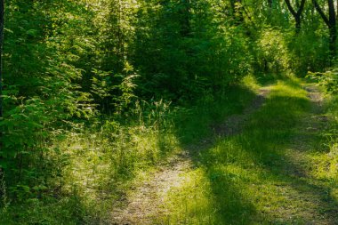 Orman yolu akşam güneşiyle aydınlanır..