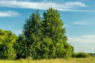 Gökyüzüne karşı güneşli bir günde yeşil ağaçlar.