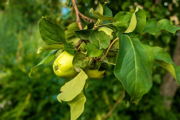 Egy Ágat Levelekkel Érett Almákkal Világít Meg Nap Sugara Fotó — Stock Fotó