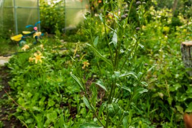 Bahçede yeşilliklerin arasında bitkiler yetişir. Fotoğraf Chelyabinsk, Rusya 'da çekildi..