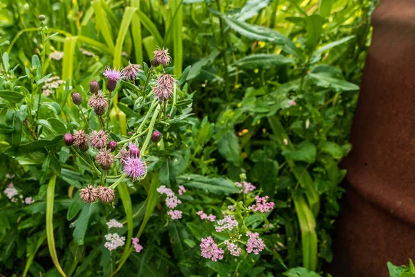 Las Plantas Crecen Jardín Entre Vegetación Foto Fue Tomada Chelyabinsk —  Fotos de Stock