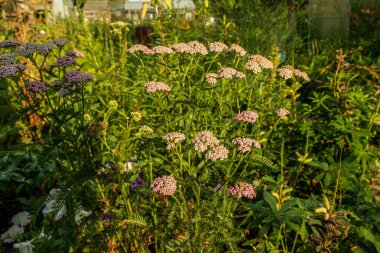 Bahçede yeşilliklerin arasında güzel çiçekler yetişir. Fotoğraf Chelyabinsk, Rusya 'da çekildi..