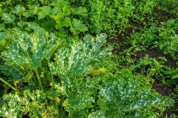 Las Plantas Crecen Jardín Entre Vegetación Foto Fue Tomada Chelyabinsk —  Fotos de Stock