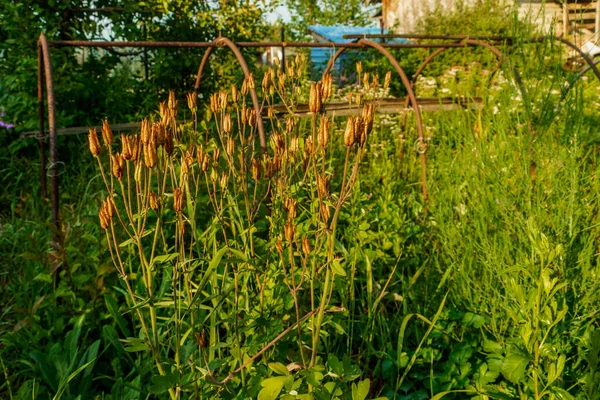 Rostliny Rostou Zahradě Mezi Zelení Fotografie Byla Pořízena Ruském Čeljabinsku — Stock fotografie