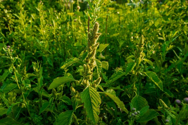 Las Plantas Crecen Jardín Entre Vegetación Foto Fue Tomada Chelyabinsk —  Fotos de Stock