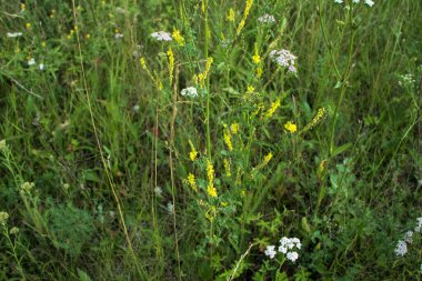 Yeşillikler arasında tarlada güzel çiçekler yetişir. Fotoğraf Chelyabinsk, Rusya 'da çekildi..