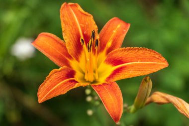 Bahçede yeşilliklerin arasında güzel bir çiçek yetişiyor..