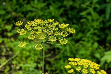 Dill grows in the garden among the greenery.
