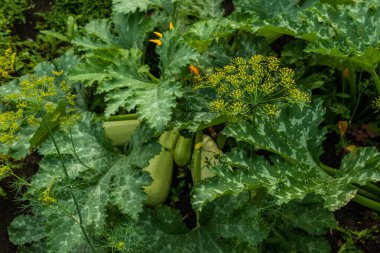 Dill grows in the garden among the greenery.