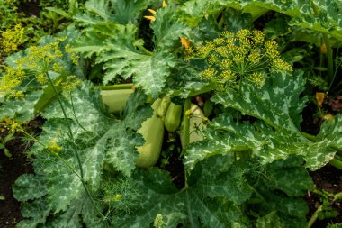 Dill grows in the garden among the greenery.