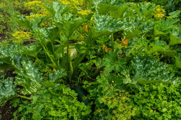 A large vegetable marrow grows in the garden. — Zdjęcie stockowe