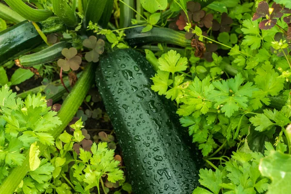 A large vegetable marrow grows in the garden.
