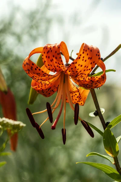Beautiful lily with dots on the petals. — Stock Photo, Image