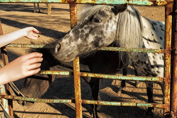 Funny Horse Peeking Out Fence Photo Taken Chelyabinsk Russia — Stock Photo, Image