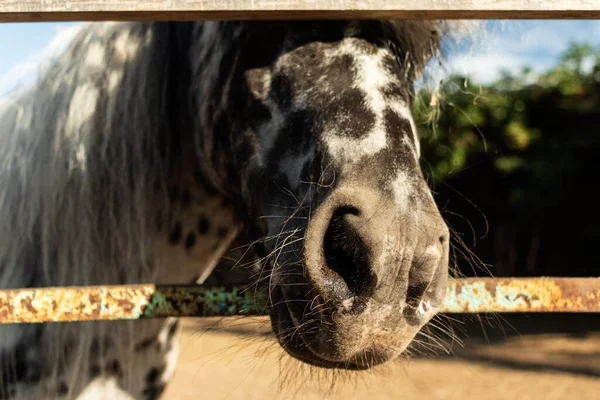 Funny Horse Face Peeking Out Fence Close Photo Taken Chelyabinsk — Stock Photo, Image