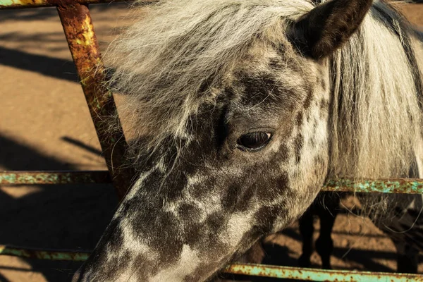 Ένα Αστείο Άλογο Κρυφοκοιτάζει Πίσω Από Ένα Φράχτη Φωτογραφία Τραβήχτηκε — Φωτογραφία Αρχείου