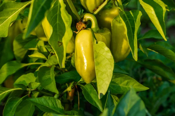 Poivrons mûrs poussent dans le lit de jardin. — Photo