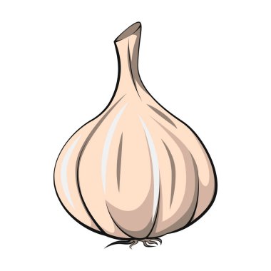 Sarımsak izole edildi. Organik gıda vektör çizimi. Sebze yalıtılmış. Geçmişi yok. Vejetaryen yemeği. Meyve vektör illüstrasyonu. Düz çizgi film biçimi.