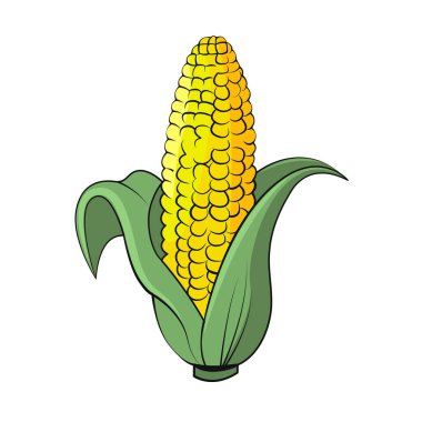 Mısır taşıyıcısı izole edildi. Organik gıda vektör çizimi. Sebze yalıtılmış. Geçmişi yok. Vejetaryen yemeği. Meyve vektör illüstrasyonu. Düz çizgi film biçimi.