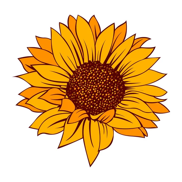 Ayçiçeği vektör illüstrasyonu. Ayçiçeği izole edilmiş. Botanik çiçekli illüstrasyon. Sarı yaz çiçeği vektörü