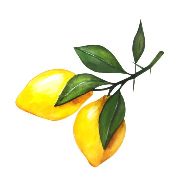 Limonlu suluboya çizimi. Vector limonları, suluboya stili. Limonlar izole edilmiş. Citrus Watercoulor illüstrasyonu