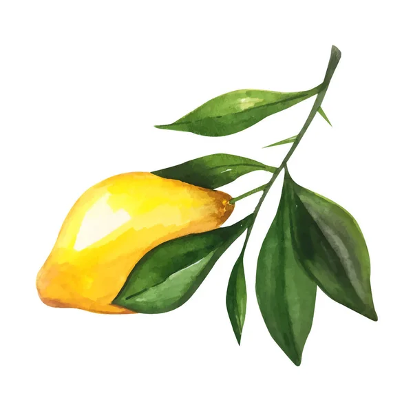 Лимонный Акварель Векторные Лимоны Стиле Акварели Лимоны Изолированы Цитрусовая Водяная — стоковый вектор