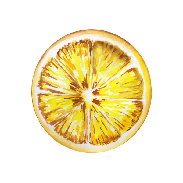 Ilustrasi Warna Air Lemon Vektor Lemon Watercolor Gaya Lemon Terisolasi - Stok Vektor