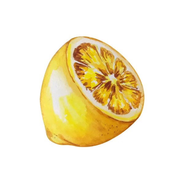 柠檬水彩画 矢量柠檬 水彩画风格 柠檬被隔离了柑橘水仙花图解 — 图库矢量图片