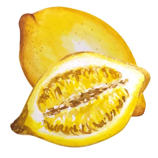 Lemon Ilustração Aquarela Limões Vetoriais Estilo Aquarela Limões Isolados Citrus — Vetor de Stock