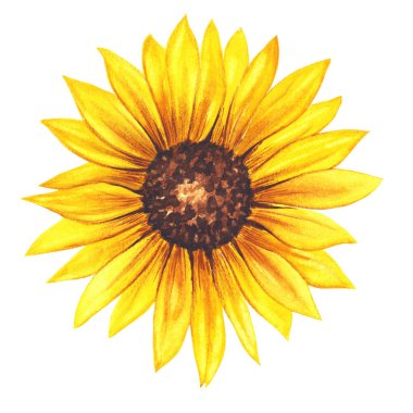 Suluboya ayçiçeği el resmi, beyaz arka planda izole edilmiş suluboya ayçiçeği. Suluboya çiçekleri. Botanik Çizim