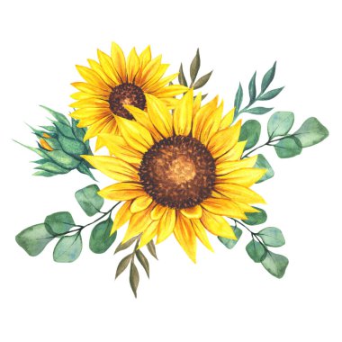 Suluboya ayçiçeği buketi, elle boyanmış ayçiçeği buketleri, ayçiçeği çiçek aranjmanı. Düğün davetiyesi ortamı. Suluboya çiçekleri. Botanik çizimi. Beyaz arkaplan.