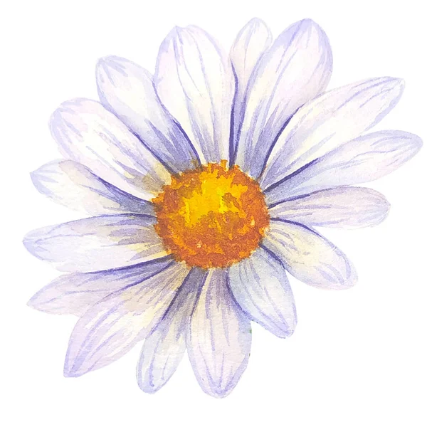 水彩デイジー手描きイラスト 白い背景に隔離された水彩デイジー 水彩の花 植物画 カモミール水彩画 — ストック写真