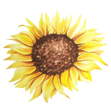 Suluboya ayçiçeği el resmi, beyaz arka planda izole edilmiş suluboya ayçiçeği. Suluboya çiçekleri. Botanik Çizim